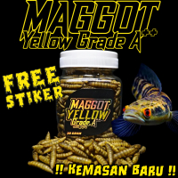 Maggot BSF Yellow Grade A++ SaintHan untuk proges channa Yellow sentarum, auranti, blue pulchra