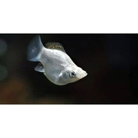 Molly platinum balon - hiasan akuarium aquascape