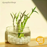 VAS BUNGA TABUNG KACA / POT TANAMAN AIR AESTHETIC / BAMBU HOKI
