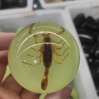4.5-5cm Resin insect specimen handicraft centipede spider beetle scorpion biological sample boy gift ball