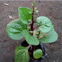 Bibit Daun Binahong Merah Daun Herbal Multifungsi