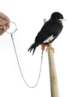 鳥腳鏈 鳥用腳鏈皮套腳環鸚鵡護腳喜鵲烏鴉八哥鷯哥鷹鴿子腳套鳥鏈『XY11651』