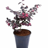 Tanaman Hias Bonsai Serut Merah - Bibit Bonsai Serut Merah