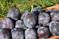 Dried Prune Plum kering buah plum kering 500 gram