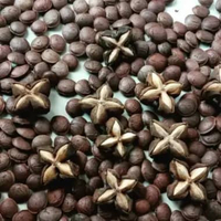 Bibit Premium Kacang Sacha Inchi | Biji Benih Kacang Sacha Herbal