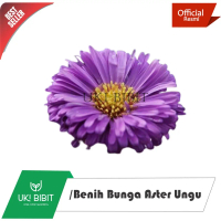 ( 10 Butir ) Benih Bunga Aster Ungu