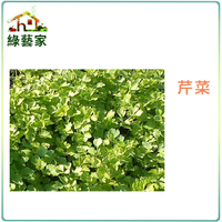 【綠藝家】大包裝F03.芹菜 (田尾種)種子100克(約17萬顆)