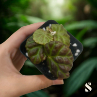 Rare Plant Begonia Lichenora, Creeping Plant, Terrarium, Paludarium, Vivarium, Garden, Artificial Pl