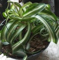 Tanaman spider plant