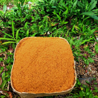 gula aren semut dan gula aren cetak