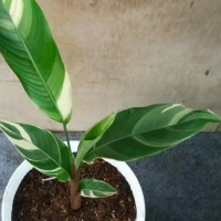 tanaman hias heliconia - pisang variegata