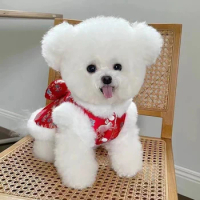 Dog clothing autumn and winter new plush New Year Tang dress Teddy bear dog cat small dog traction New Year coat