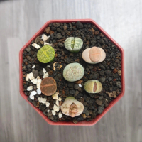 kaktus dan sukulen lithops isi 7 TERLARIS