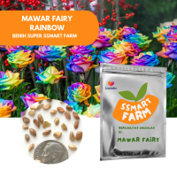 Benih BUNGA MAWAR RAINBOW mawar pelangi import unik isi 2 biji bibit tanaman hias Bonsai