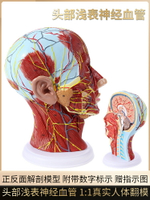 頭部矢狀斷層解剖頭頸部解剖耳鼻喉科模型人體大腦模型頭淺表模型