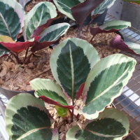 Paket 6 Pcs Tanaman Hias Calathea Marion - Calathea Marion By CAH FLORA