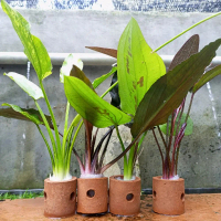 Tanaman aquascape  hiasan akuarium dekorasi akuarium hiasan akuarium