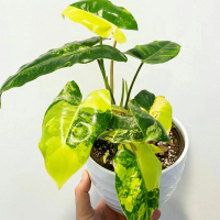 Bibit Tanaman hias Philodendron Burlemarx Variegata