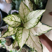 Tanaman Hias Aglonema Dud White - Aglonema Dud White