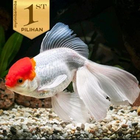 Koki topi 8, Sepat 5, Pleco 20, Pink Kissing 10 Koki Oranda Topi Merah Jumbo Ikan Hias Kolam Hiasan 