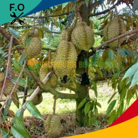 Bibit durian montong super