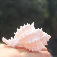 Natural Seashells Pink Bone Conch Shells Ornaments Sea Shells Home Fish Tank Aquarium Landscape Decoration Coquillages Accessori