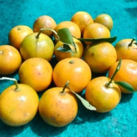 1kg jeruk sonkit kasturi Mateng seger
