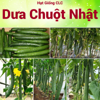 Hạt giống Dưa Chuột Nhật gói 1gram  hàng công ty CLC
