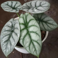tanaman hias alocasia dragon silver / alocasia dragon / tanaman indoor bibit cabe