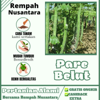 5 BIJI BIBIT BENIH PARE BELUT SUPER PANJANG