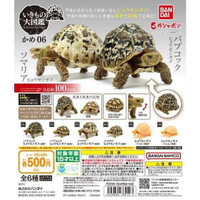 Beau特佛toys 現貨 萬代 轉蛋 扭蛋 生物大圖鑑 烏龜 06 整套全6款