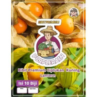 Bibit Premium Ciplukan Kuning Lantern | Benih Ciplukan Kuning