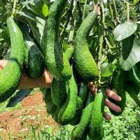 Benih - Bibit Alpukat Sab034 stek S diuper Premium