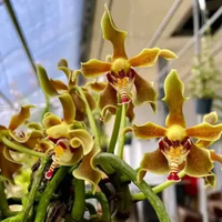 bibit botol Paraphalaenopsis Kimmy siap aklimatisasi bunga anggrek botolan bayi spesies Kalimantan b