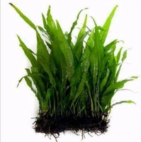 Tanaman Kadaka java fern per 3 daun - tanaman low co2 hiasan akuarium