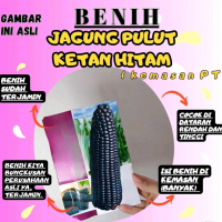 BENIH JAGUNG PULUT KETAN HITAM