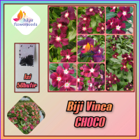 Biji bunga vinca (Choco)