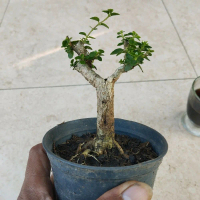 bahan bonsai Sancang natural
