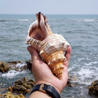 海螺號角可吹天然赤旋螺超大貝殼海星魚缸造景大海星螺居家擺件