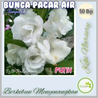 50 Benih Biji Bunga Pacar Air Tumpuk Rose Balsamina Putih