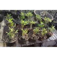 Tanaman Hias Adenium OBESUM CABANG SERIBU (CABSER) SIZE A