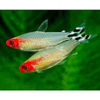 Ikan red nouse tetra - ikan hias air tawar hiasan aquascape