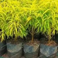 Bibit Tanaman Hias Brokoli Kuning Siap Tanam - Mudah Perawatan