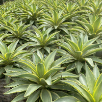 Agave Golden Bery / Agave Joe Hoak Variegata / Agave Variegata