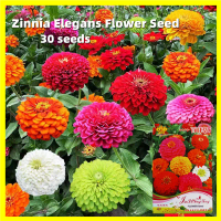 เมล็ดพันธุ์ดอกบานชื่น กลีบซ้อน คละสี Zinnia Elegans Seeds - งอกง่าย 30เมล็ด/ซอง Mixed Colors Zinnia