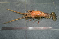 Lobster Laut Fresh Frozen Lobster Premium Kemasan 1kg Lobster Ukuran Sedang