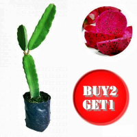 Bibit Buah Naga Merah – Tanaman Buah Segar untuk Taman dan Kebun -Tanaman Buah Organik Siap Tanam  –
