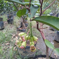 Pohon Jambu Air Cangkok | Sudah Berbuah | Tinggi 1,5 Meter Up | Tanaman Cepat Panen boleh COD