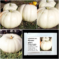 เมล็ดพันธุ์ ฟักทองขาว ลูมิน่า Lumina Pumpkin Seed บรรจุ 7 เมล็ด คุณภาพดี ของแท้ 100%