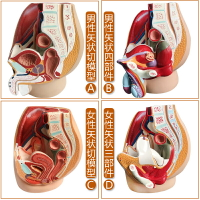 男女性盆腔矢狀解剖模型女性生殖器官模型男女性生殖系統子宮模型